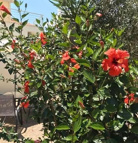 Kalimera Διαμέρισμα